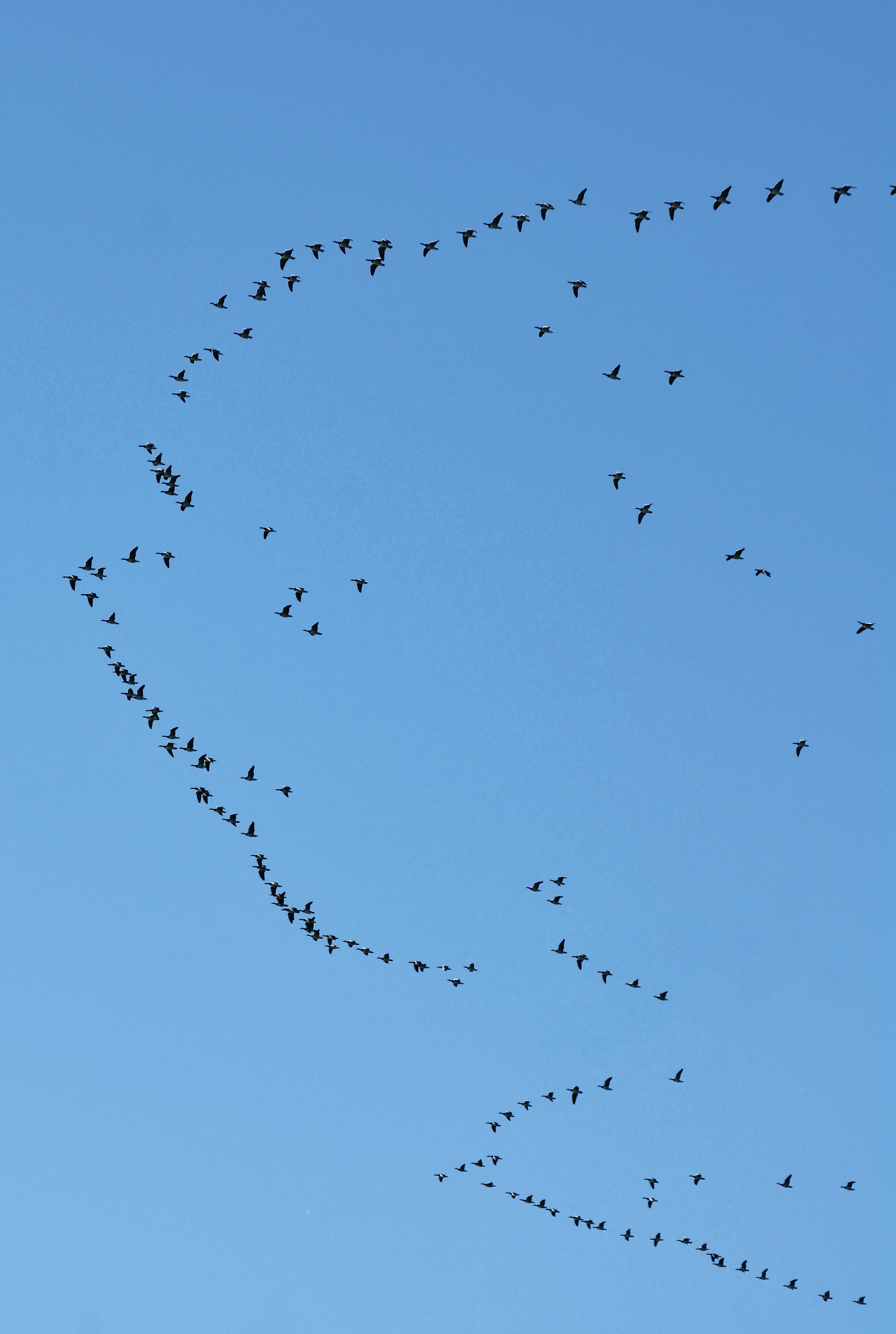 Bird trail