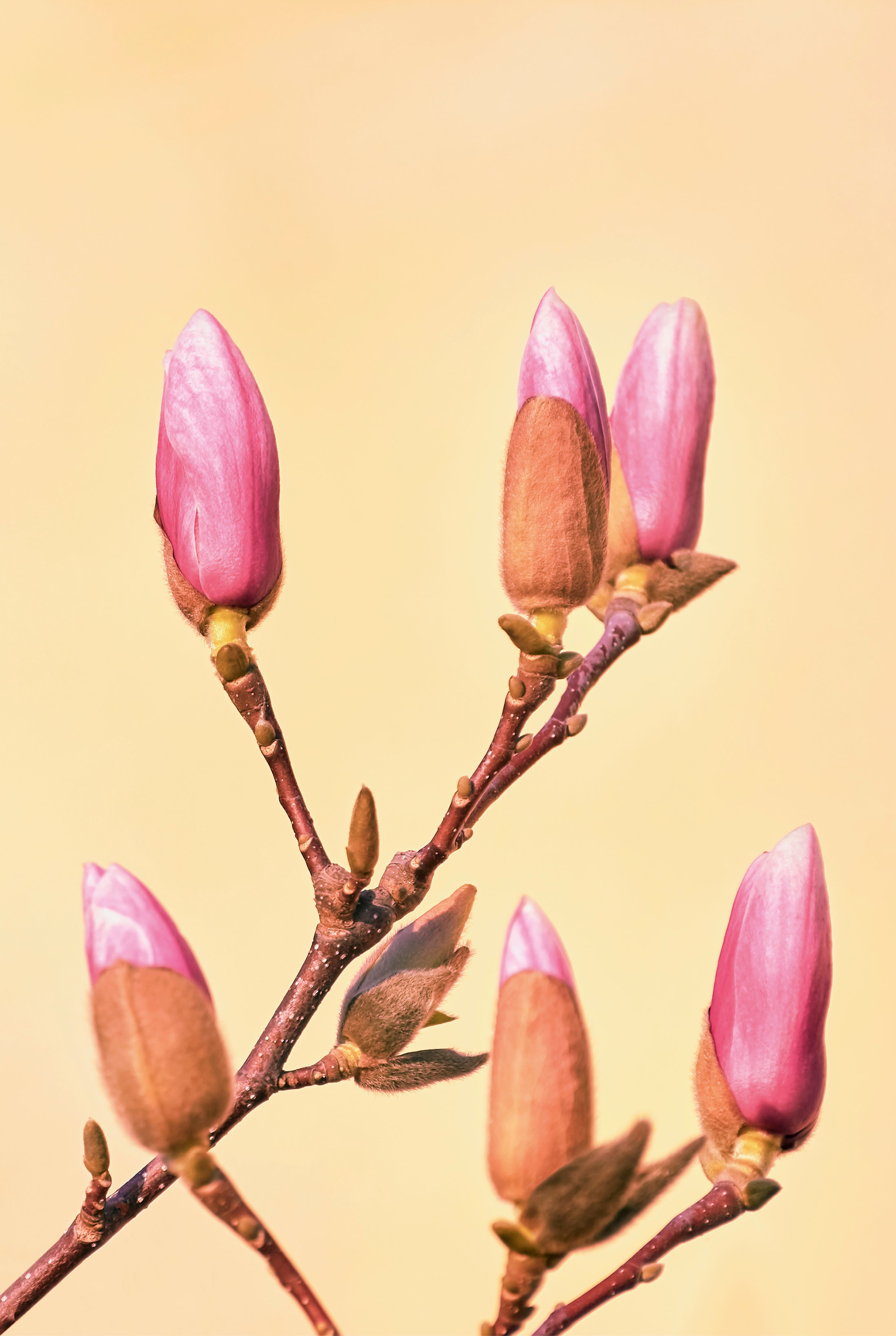 Bloom in waiting