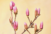 Bloom in waiting