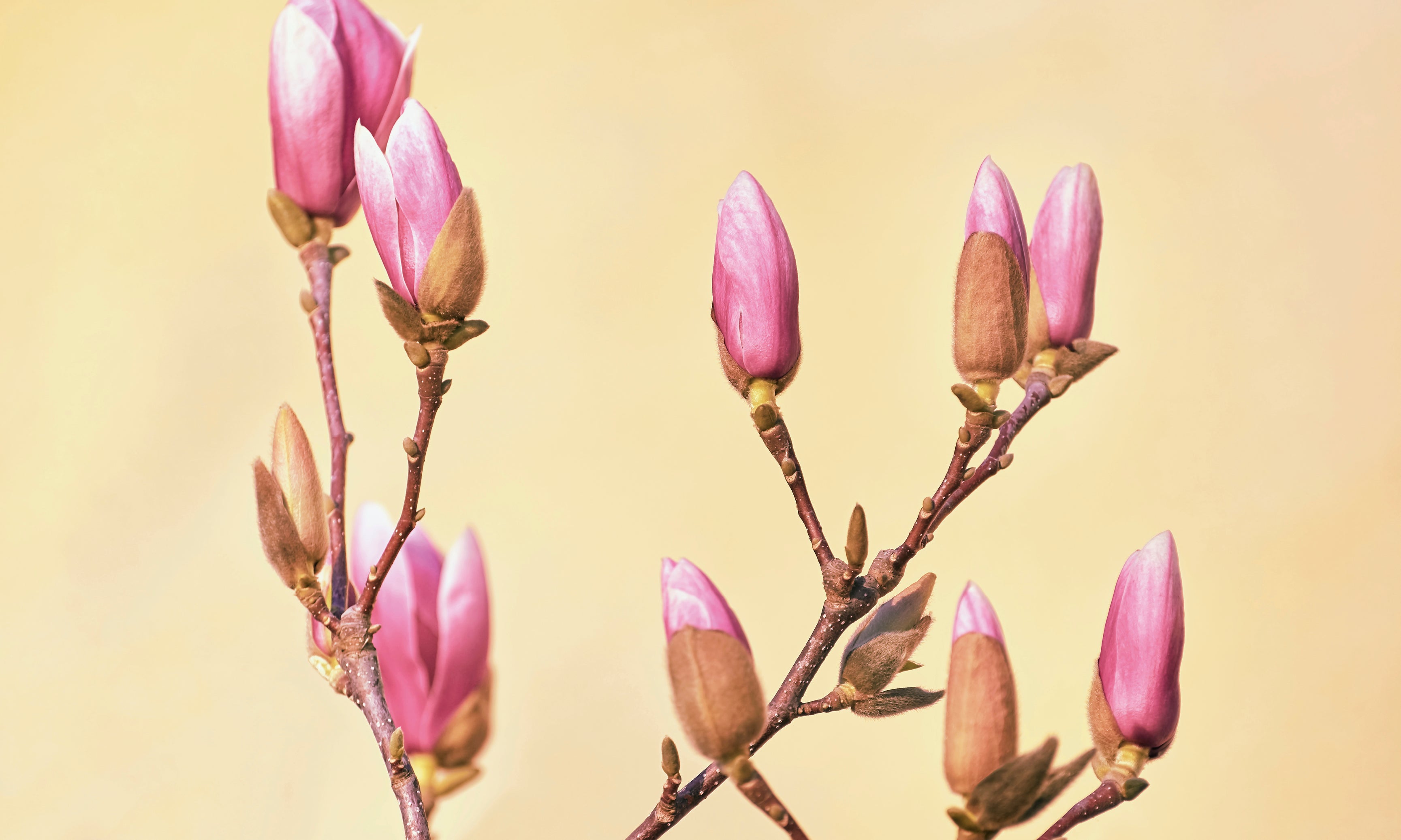 Bloominwaiting-120x80cm.jpg