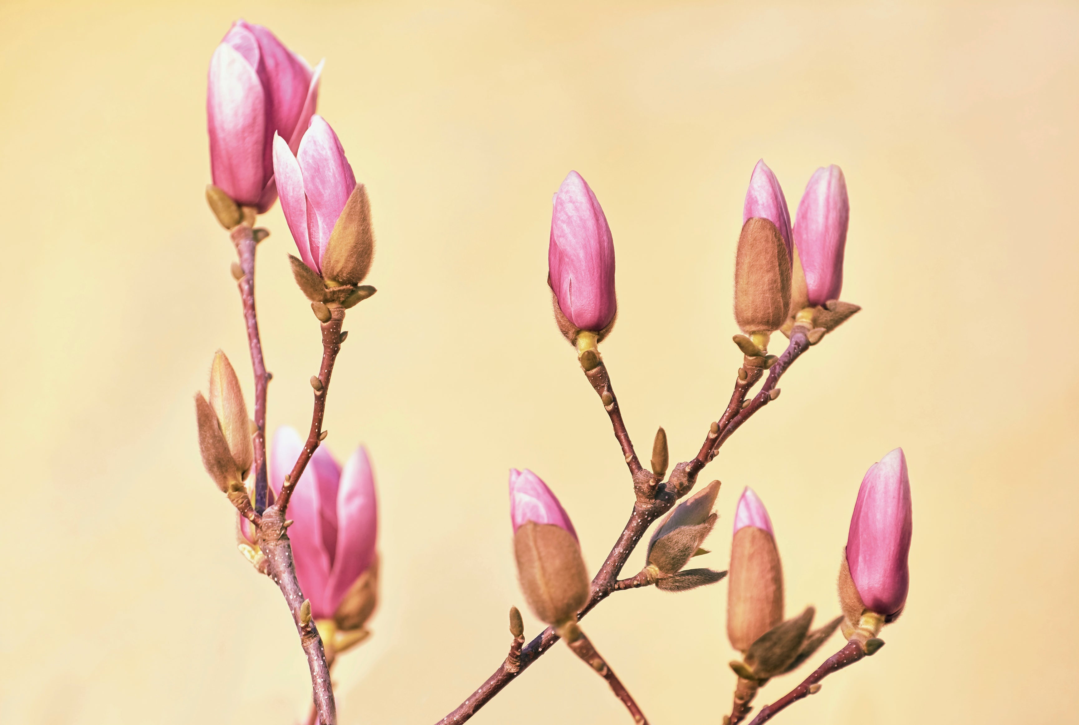 Bloom in waiting