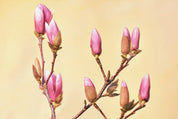 Bloom in waiting