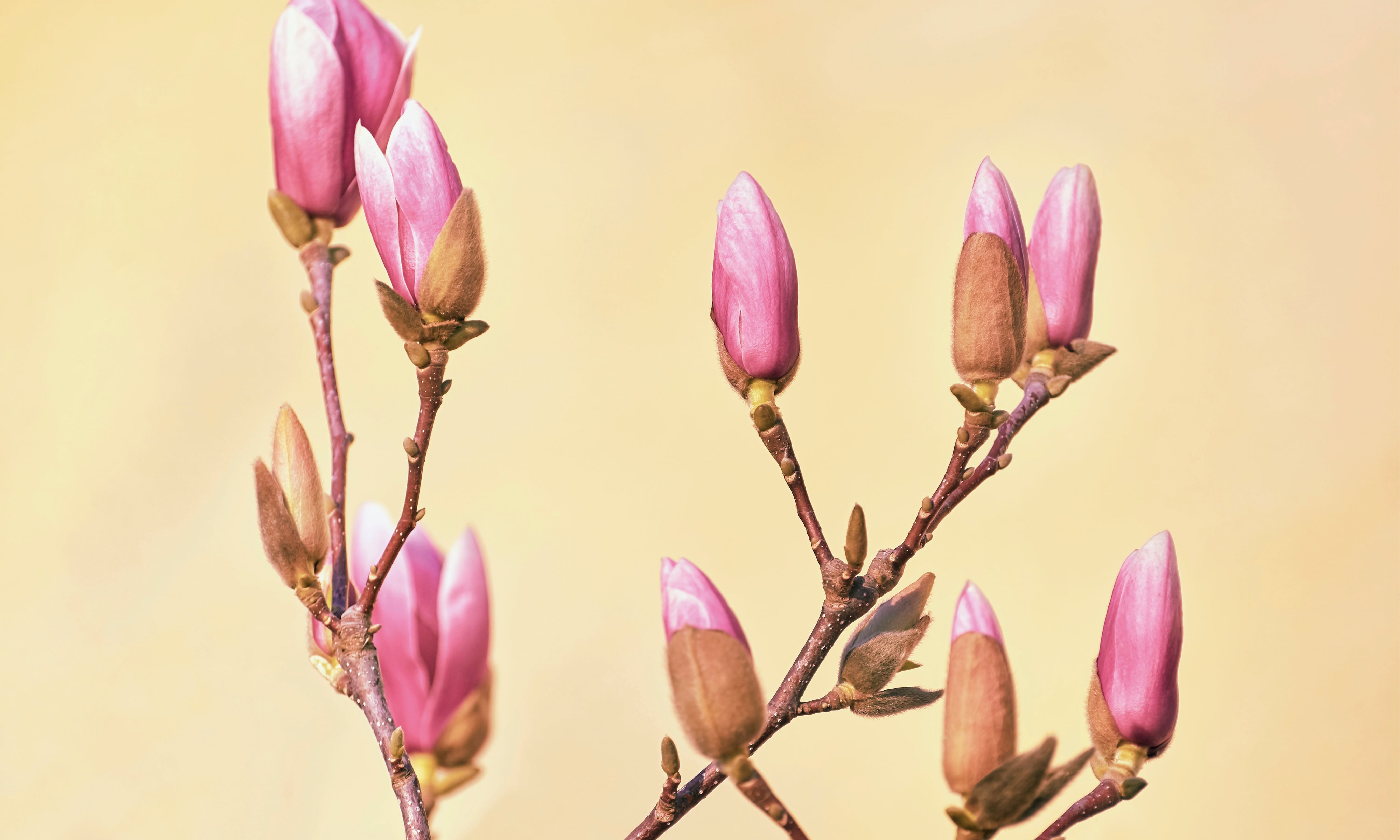 Bloominwaiting-150x100cm.jpg
