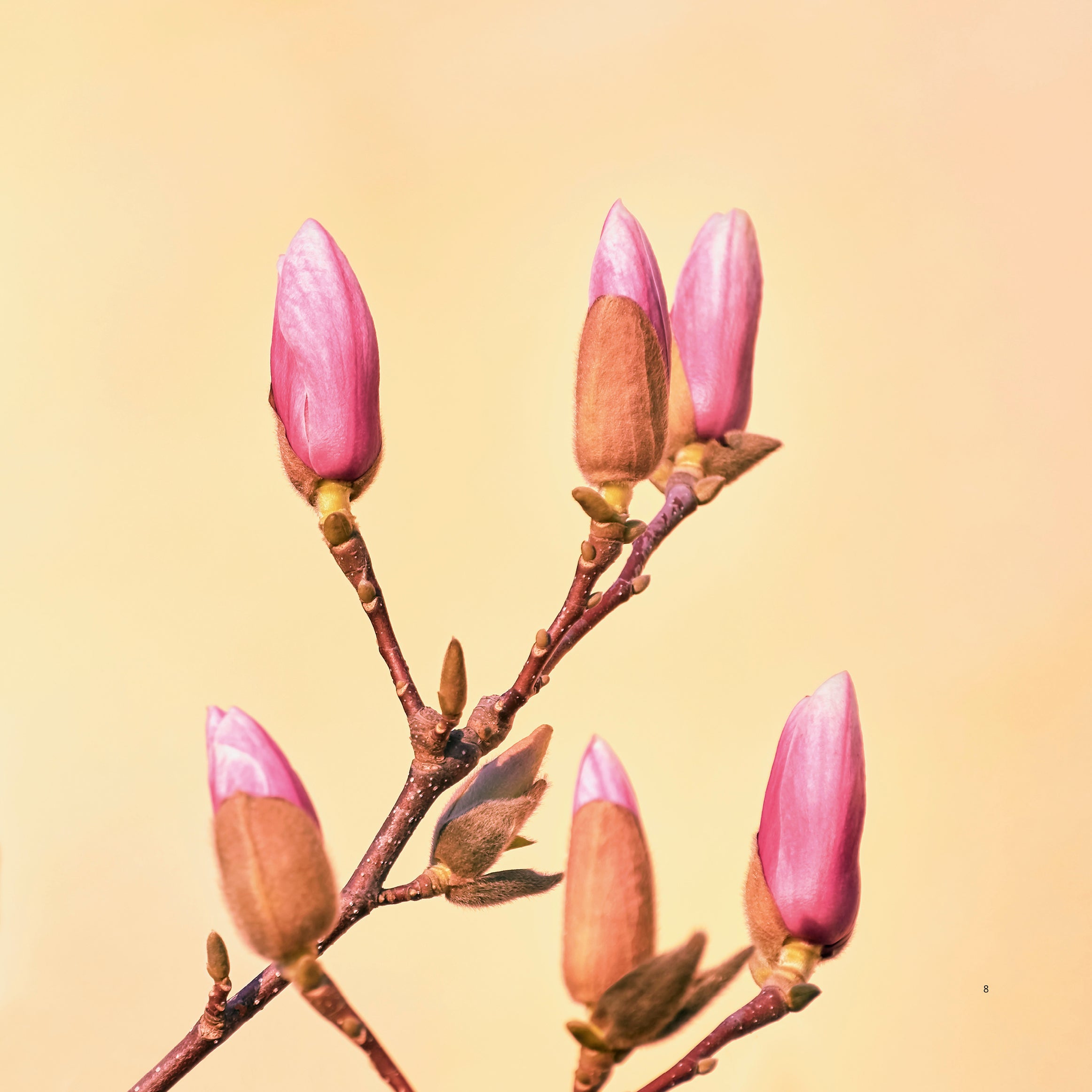 Bloom in waiting