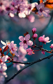 Bloomlight