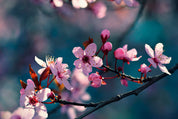 Bloomlight