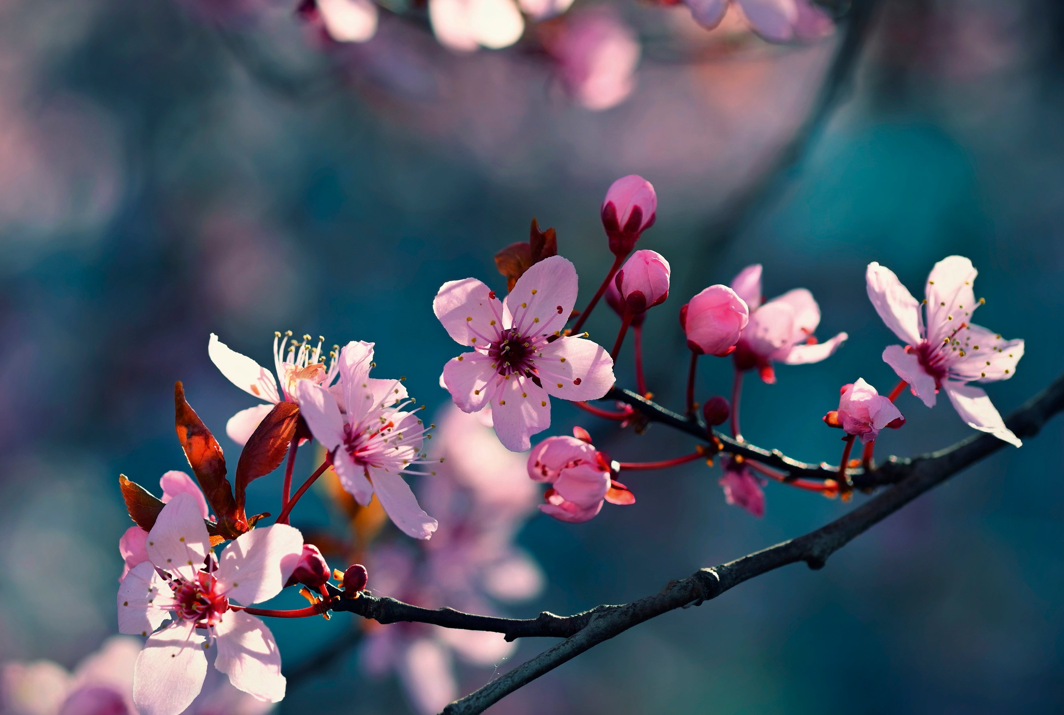 Bloomlight-120x80cm.jpg