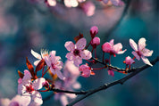 Bloomlight