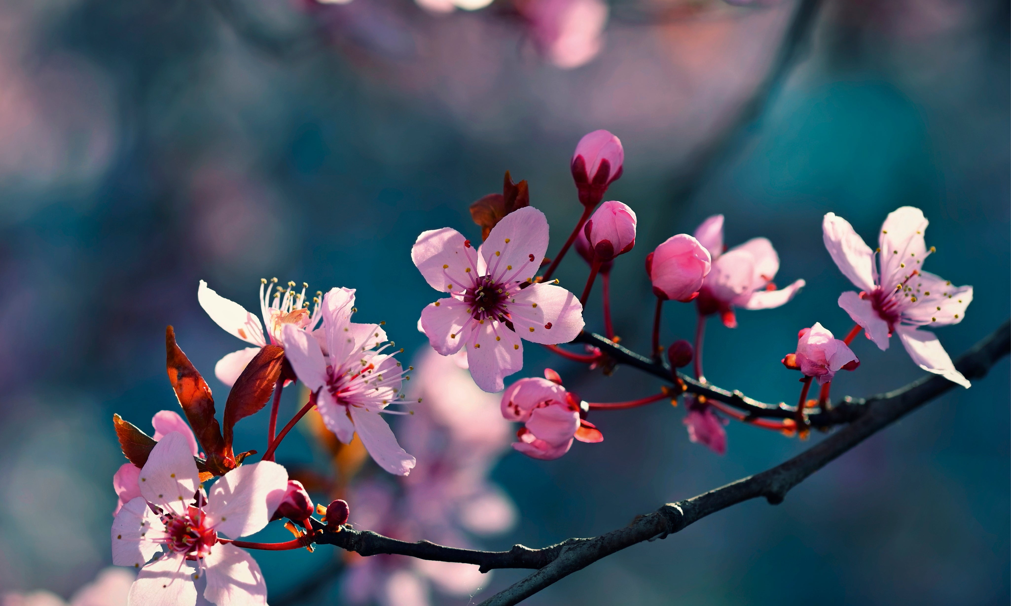 Bloomlight-150x100cm.jpg