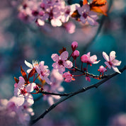 Bloomlight