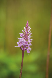 Bloomsolo
