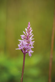 Bloomsolo