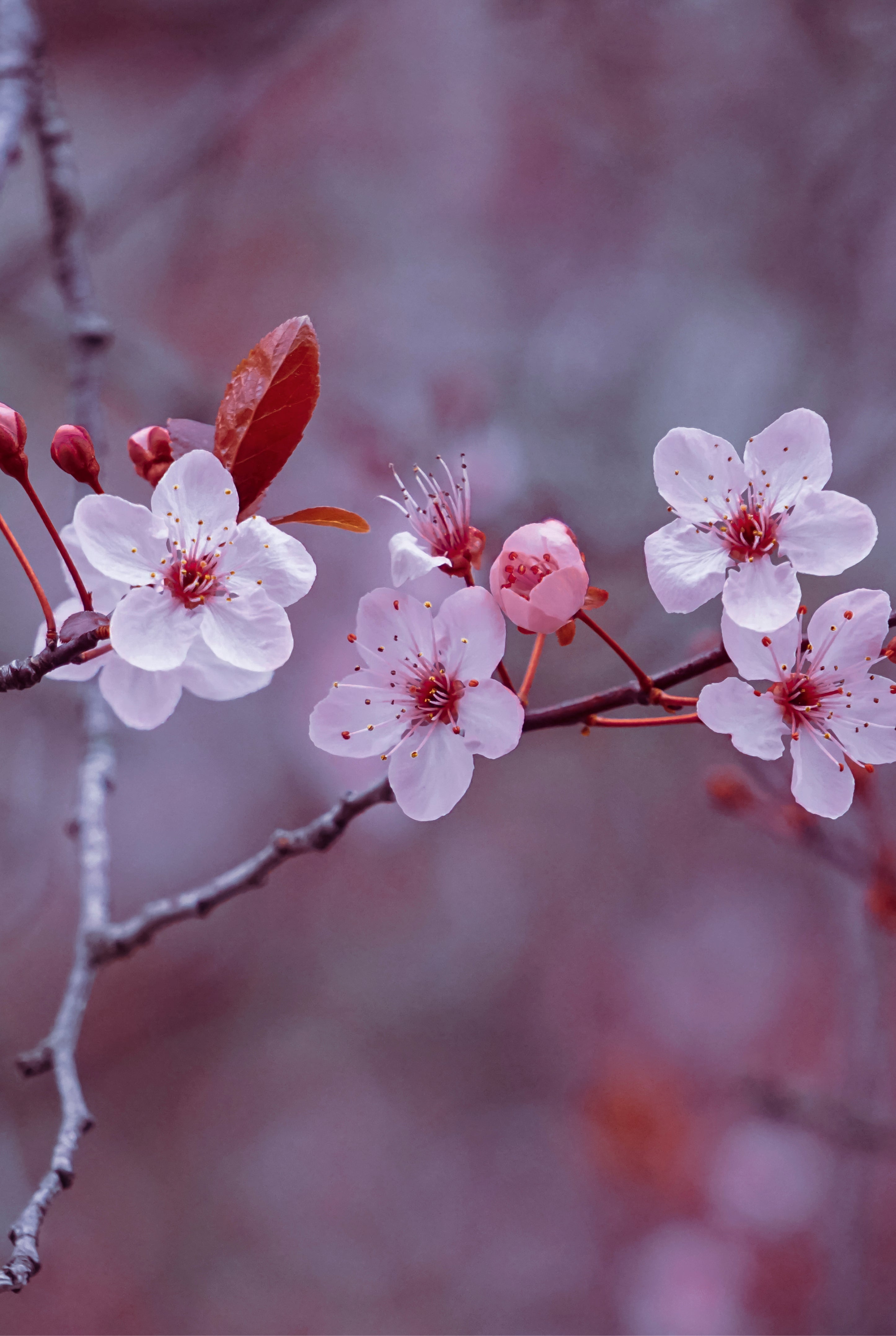 Bloomveil