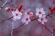 Bloomveil