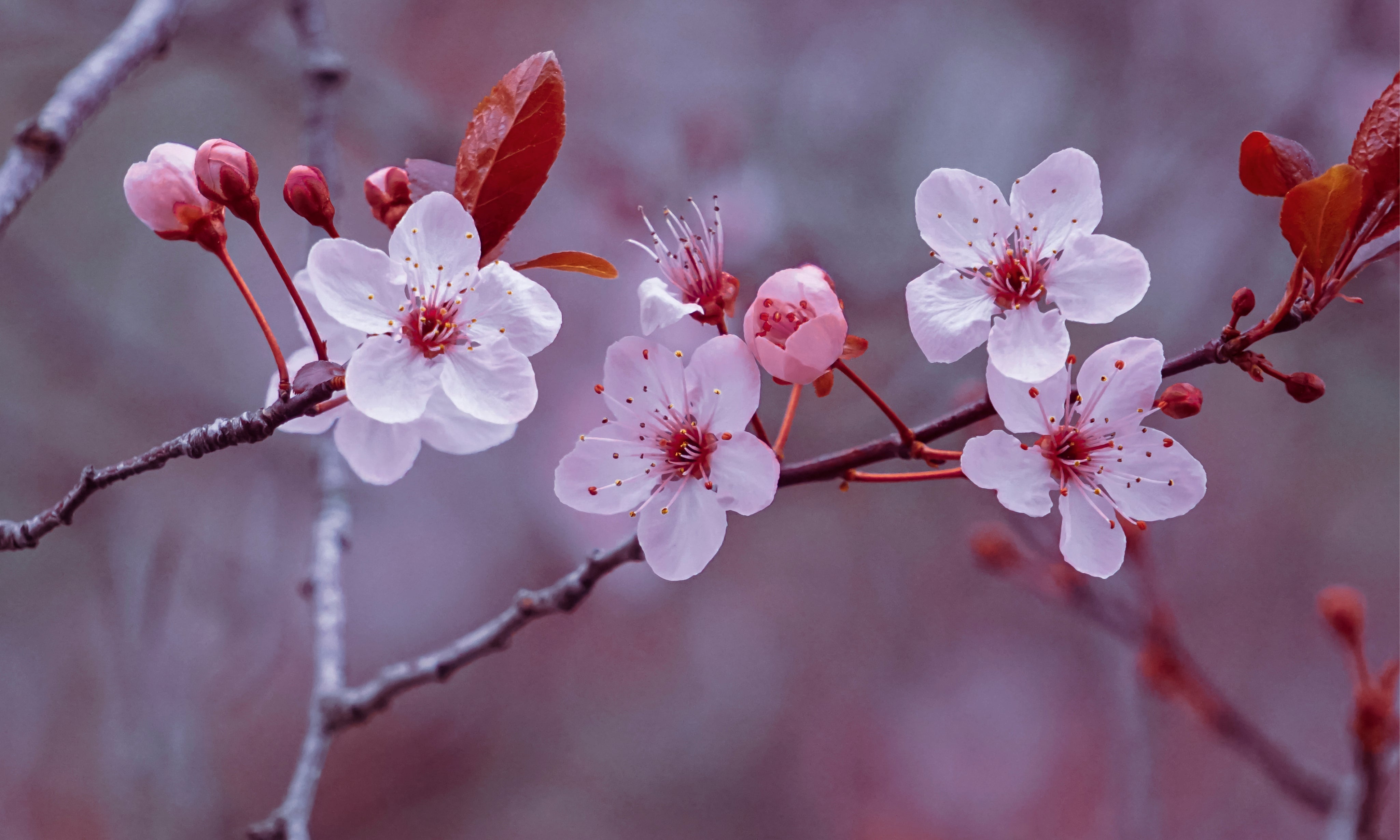 Bloomveil-150x100cm.jpg