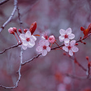 Bloomveil
