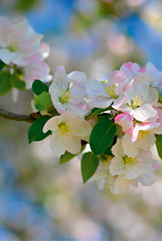 Blossom grace