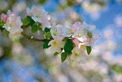 Blossom grace