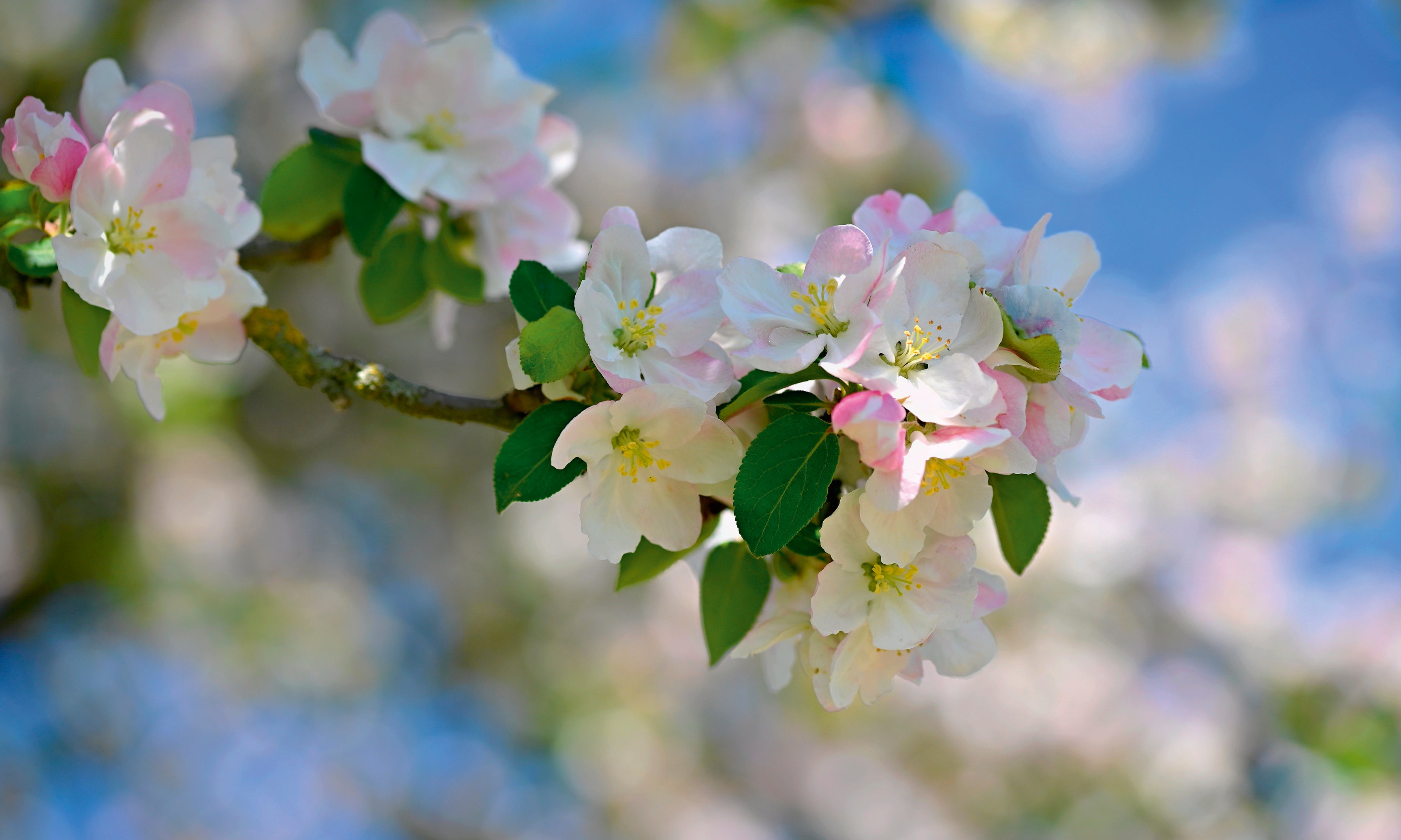 Blossomgrace-120x80cm.jpg