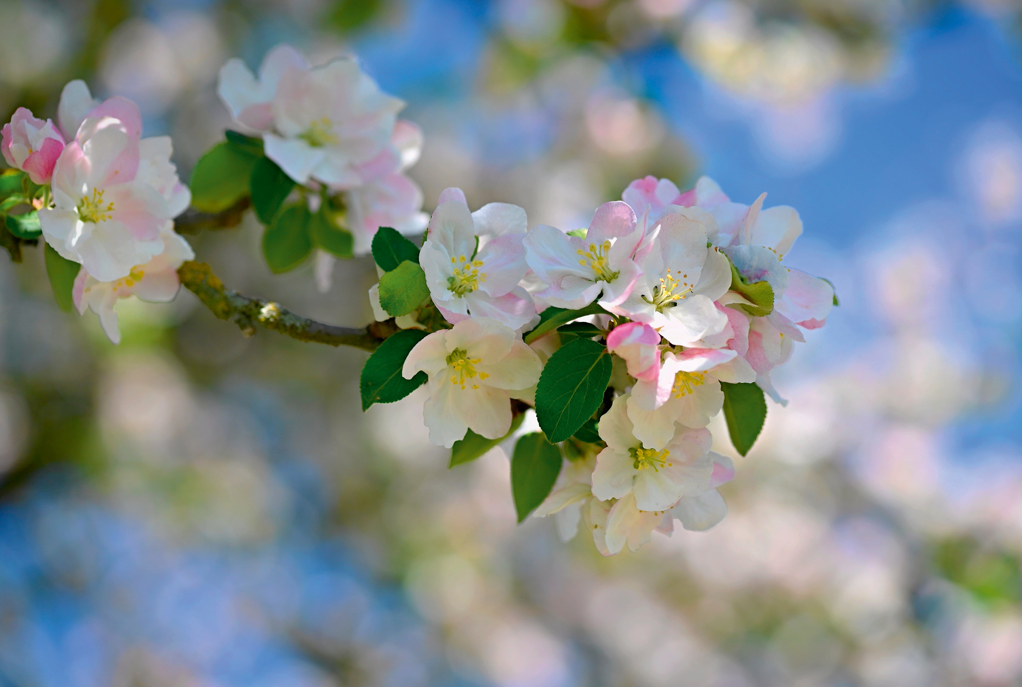 Blossom grace