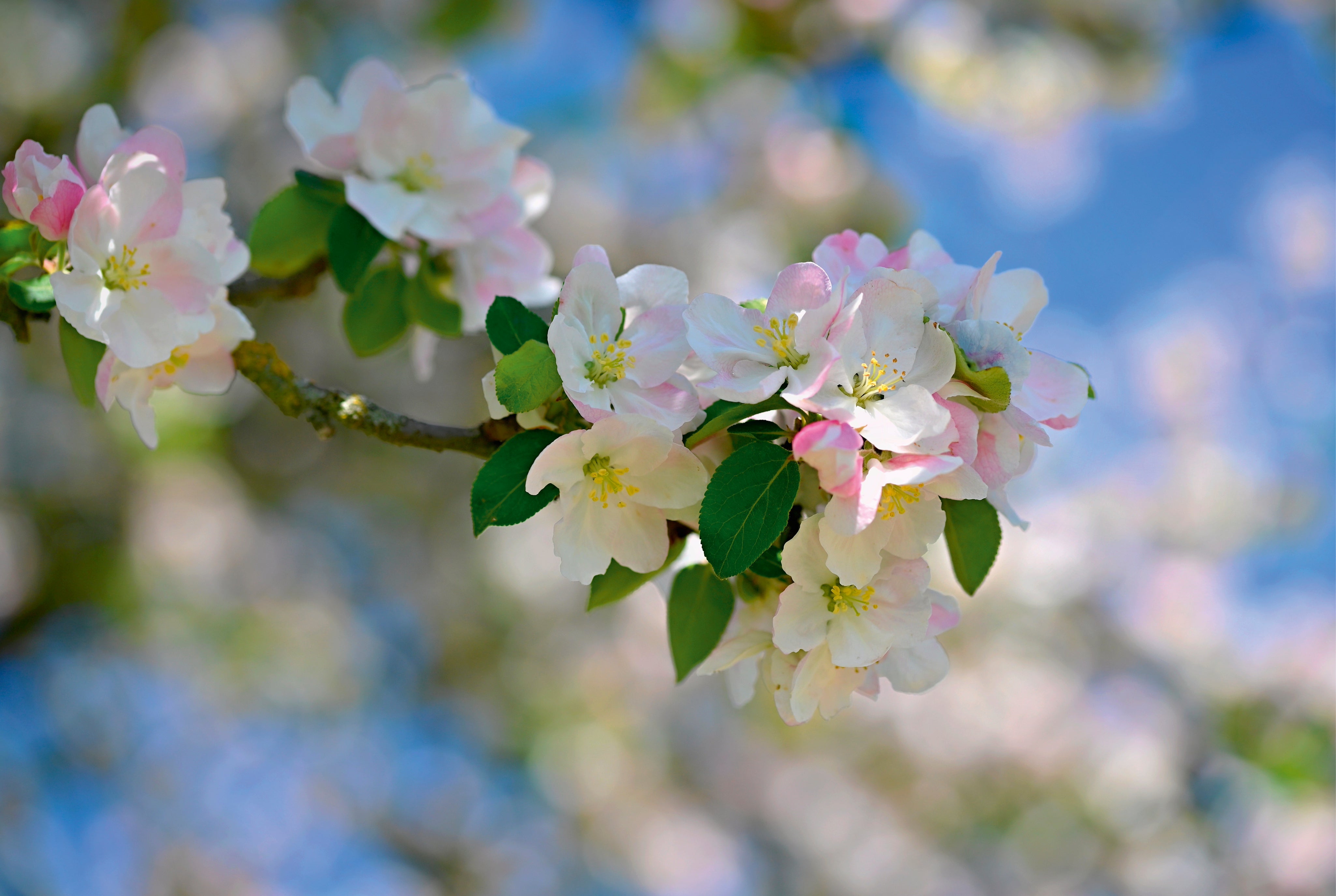 Blossom grace
