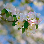 Blossom grace