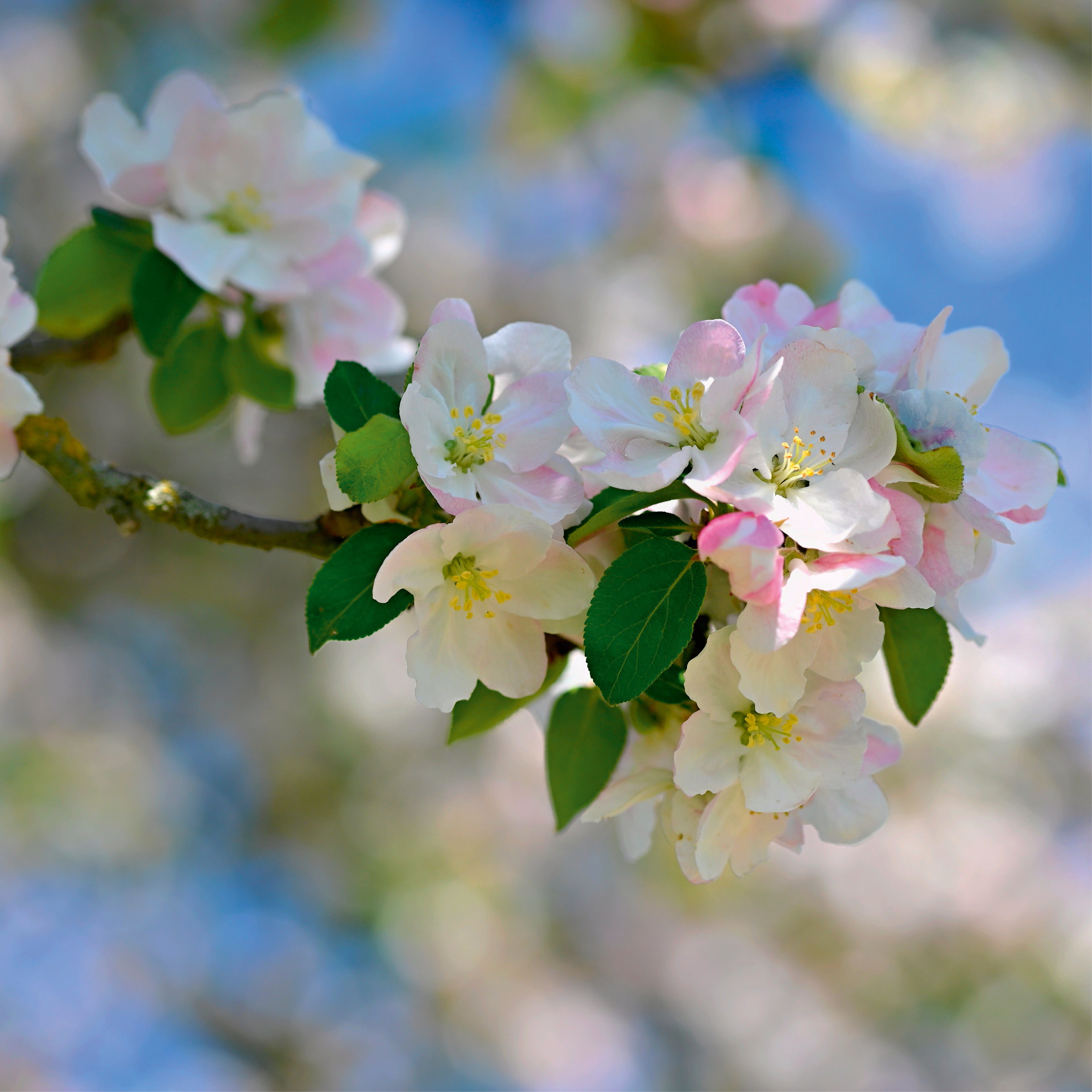 Blossom grace