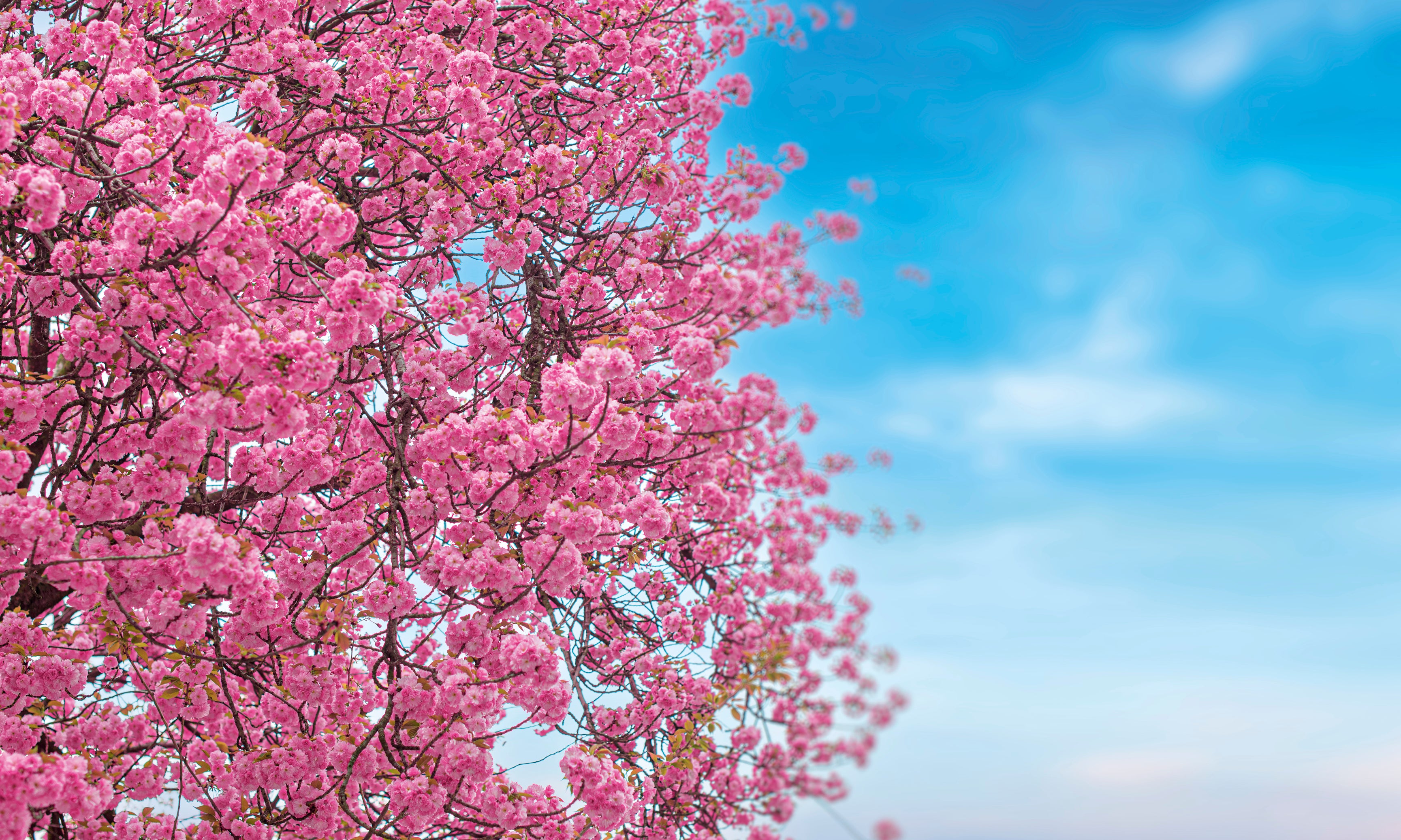 Blossomsky-120x80cm.jpg