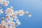 Blossom sky