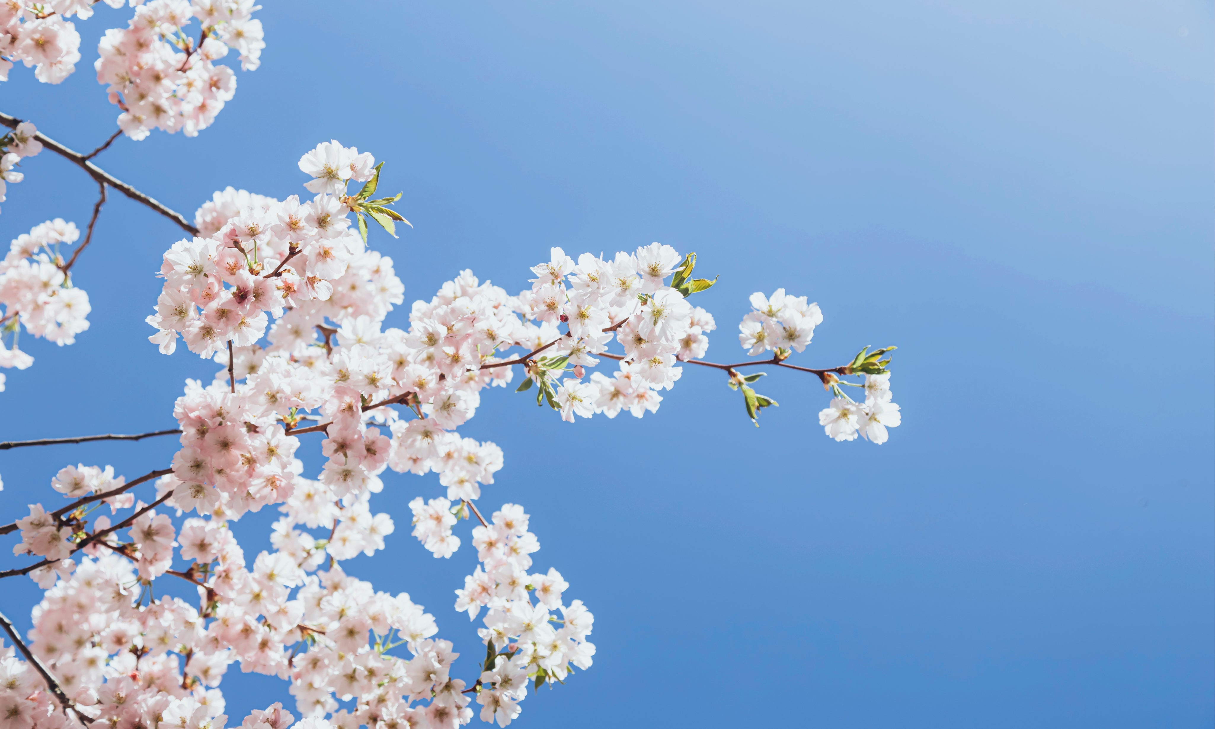 Blossomsky-150x100cm.jpg
