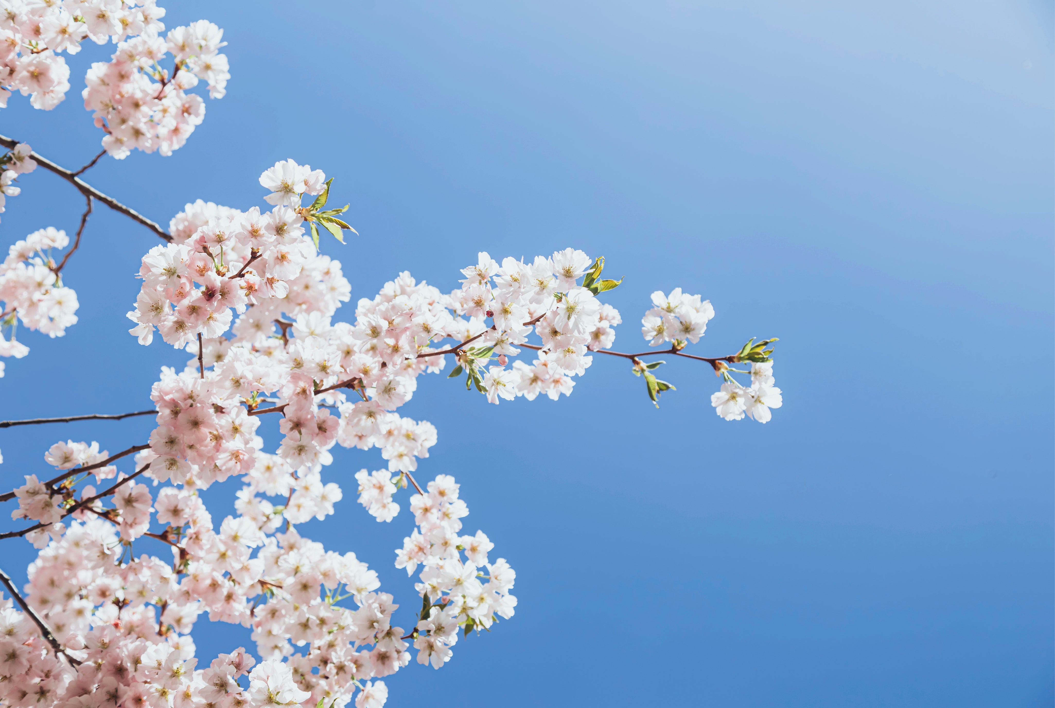 Blossomsky-150x100cm.jpg
