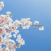 Blossom sky