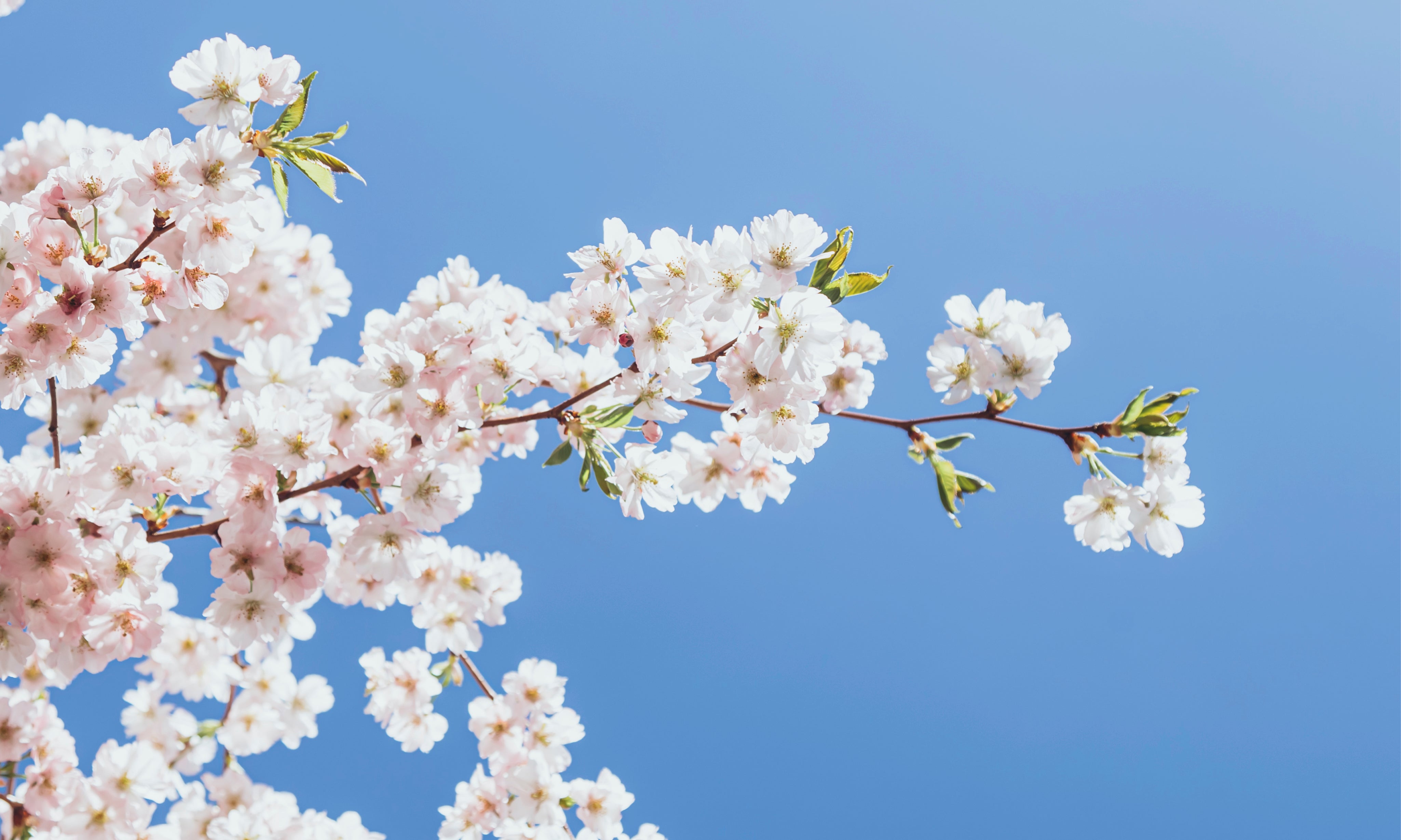 Blossomsky-150x150cm.jpg