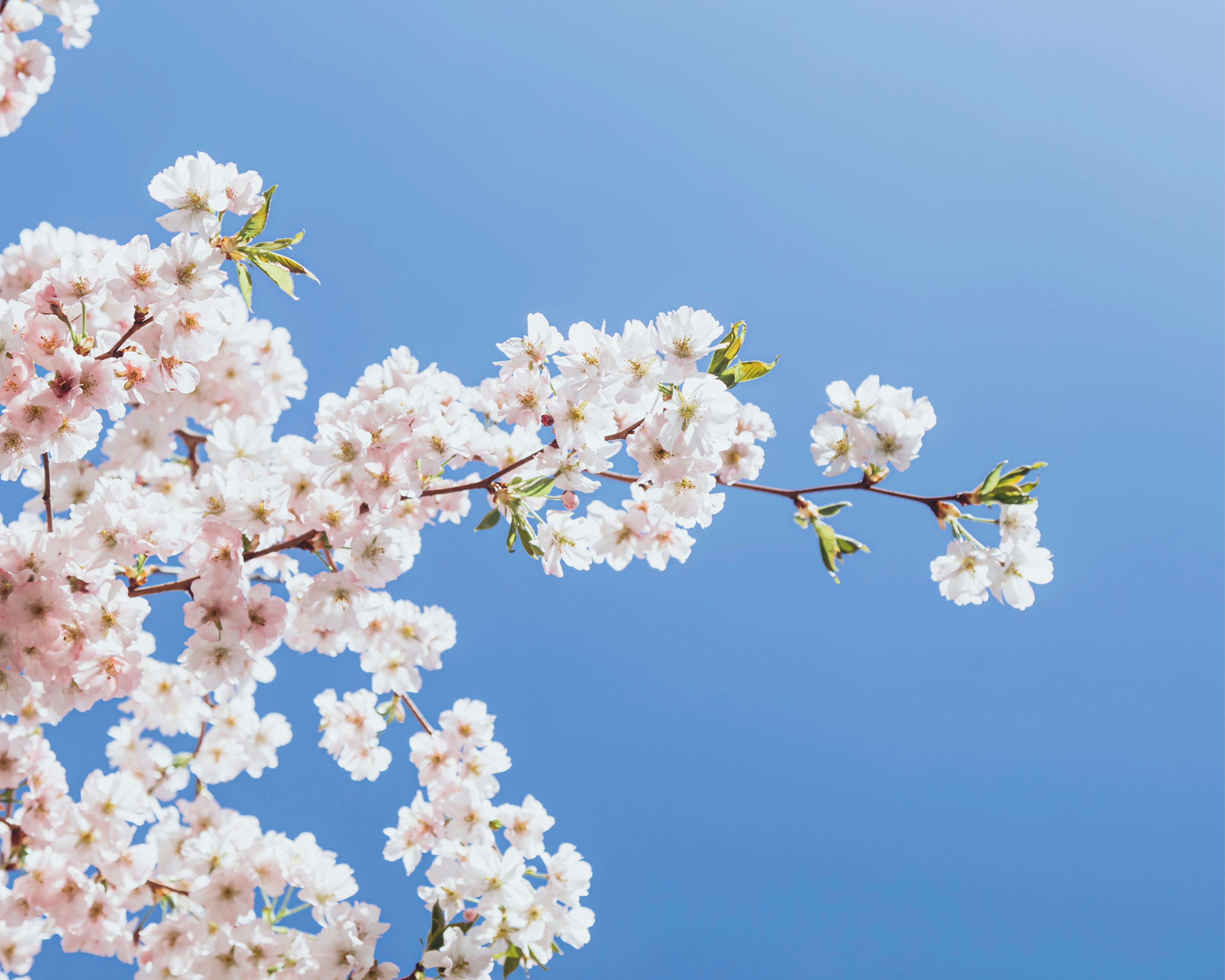 Blossomsky-150x150cm.jpg