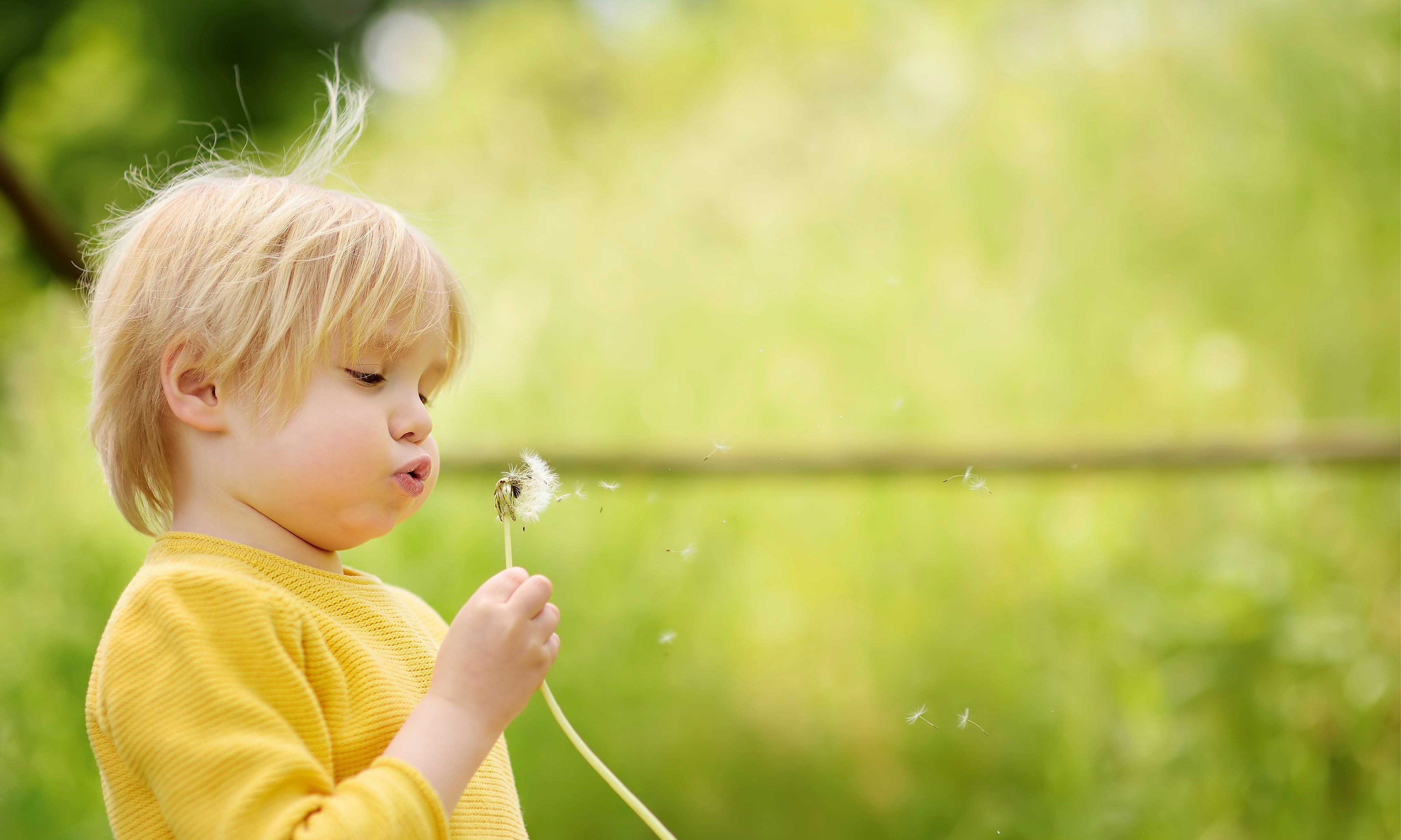 Blowingwishes-150x100cm.jpg