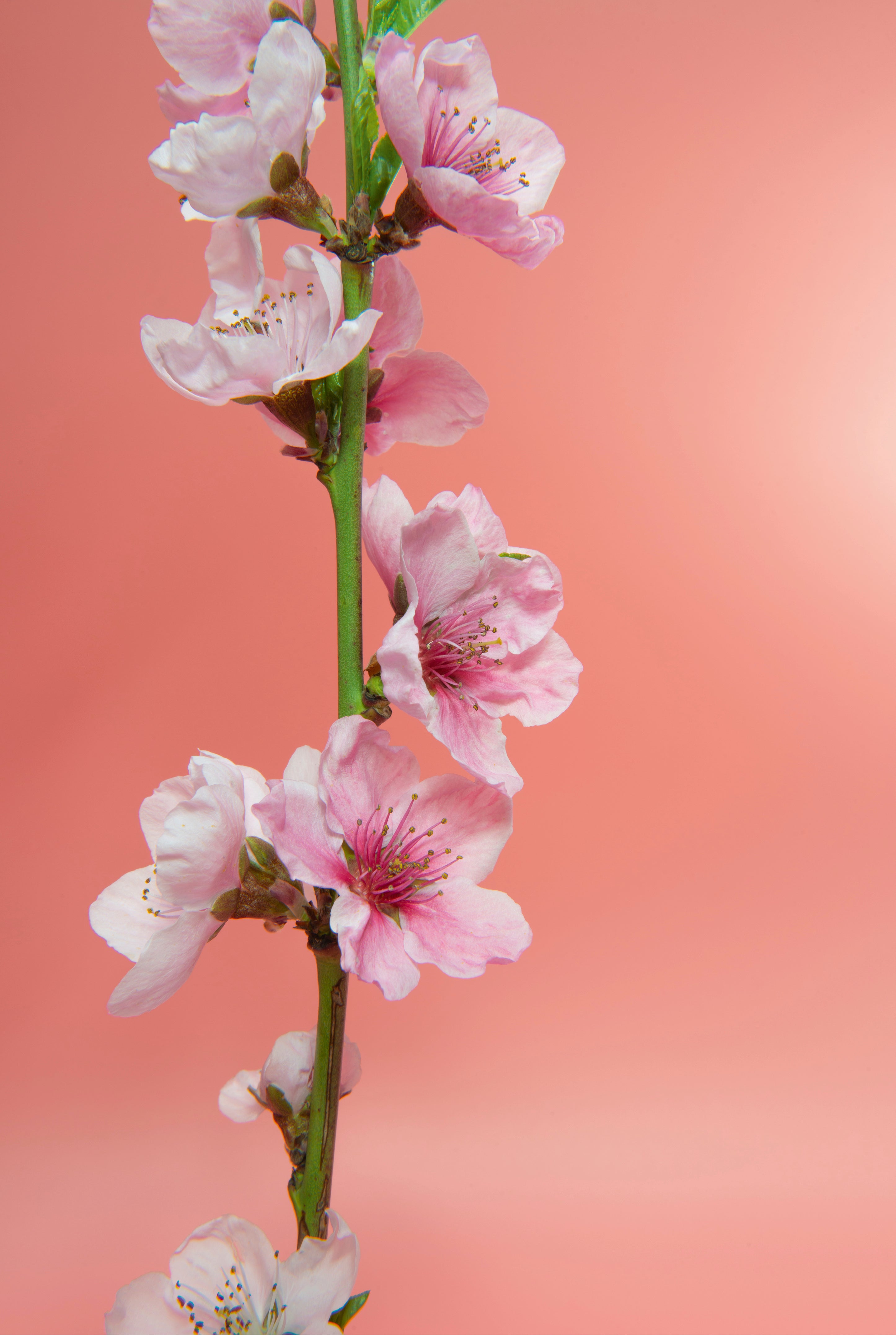 Blush blossom