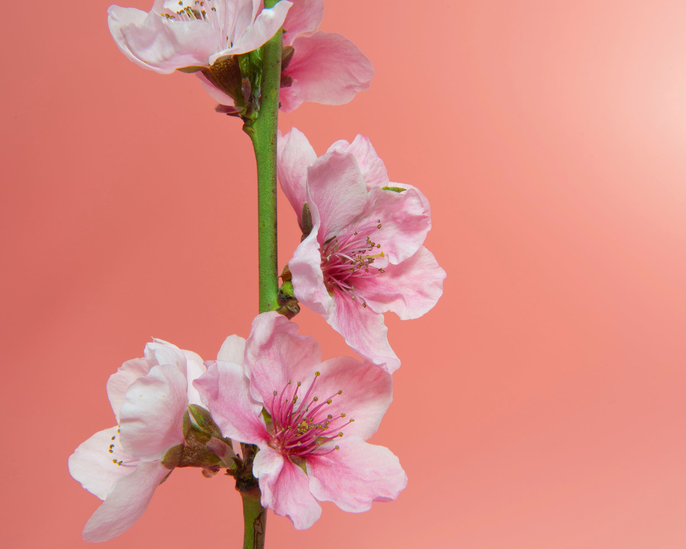 Blushblossom-80x120cm.jpg