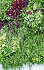 Botanical blend