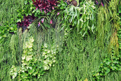 Botanical blend