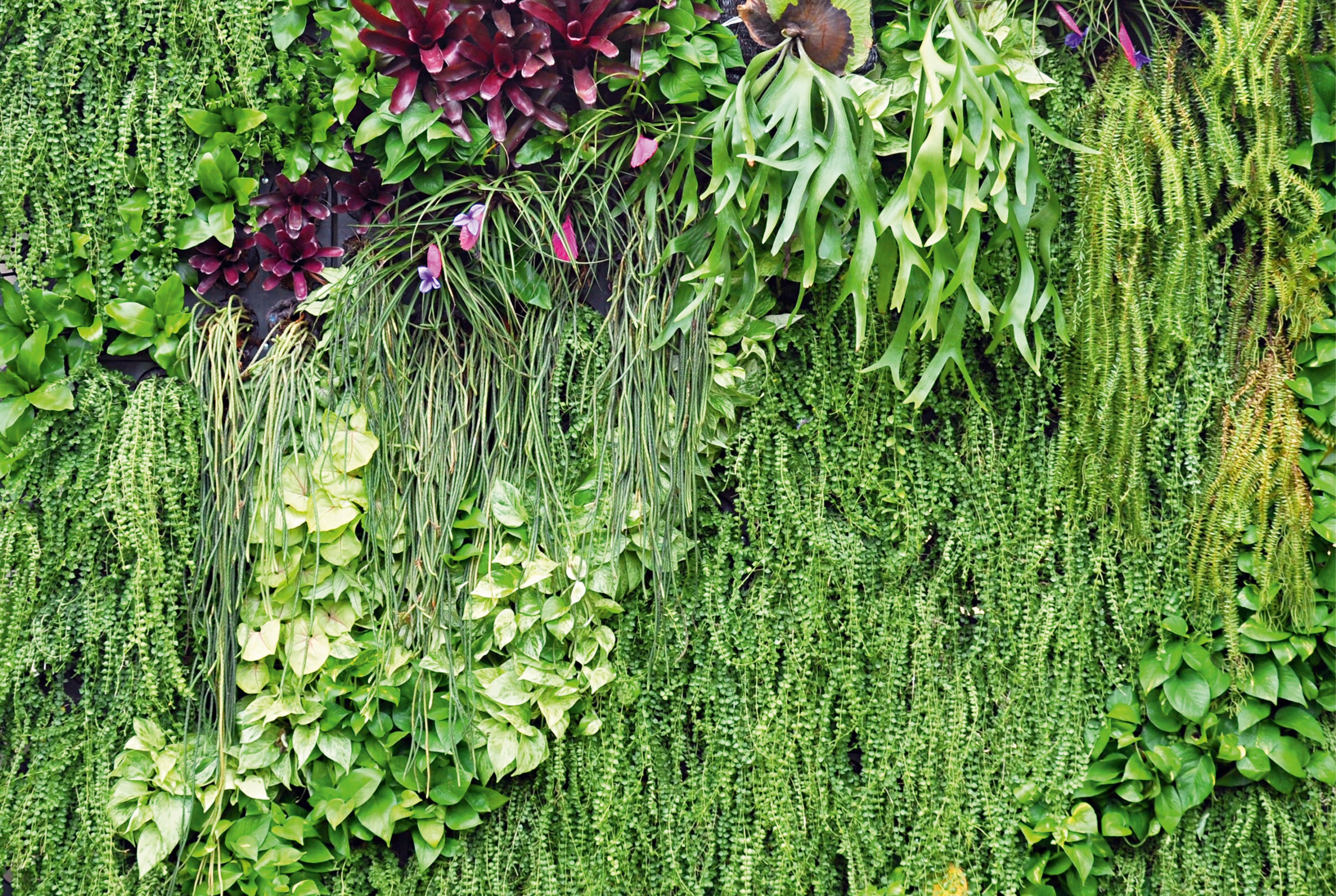 Botanical blend