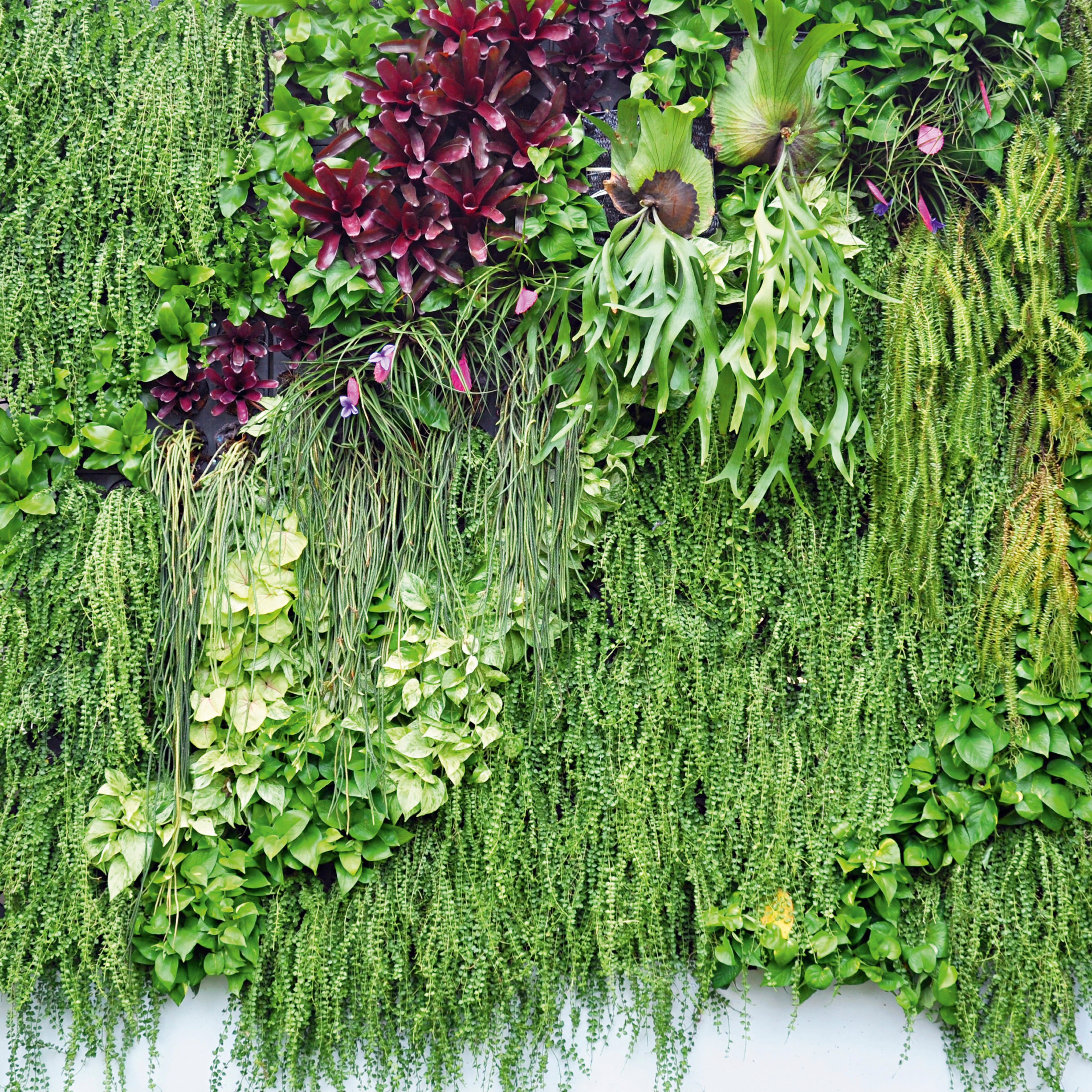 Botanical blend