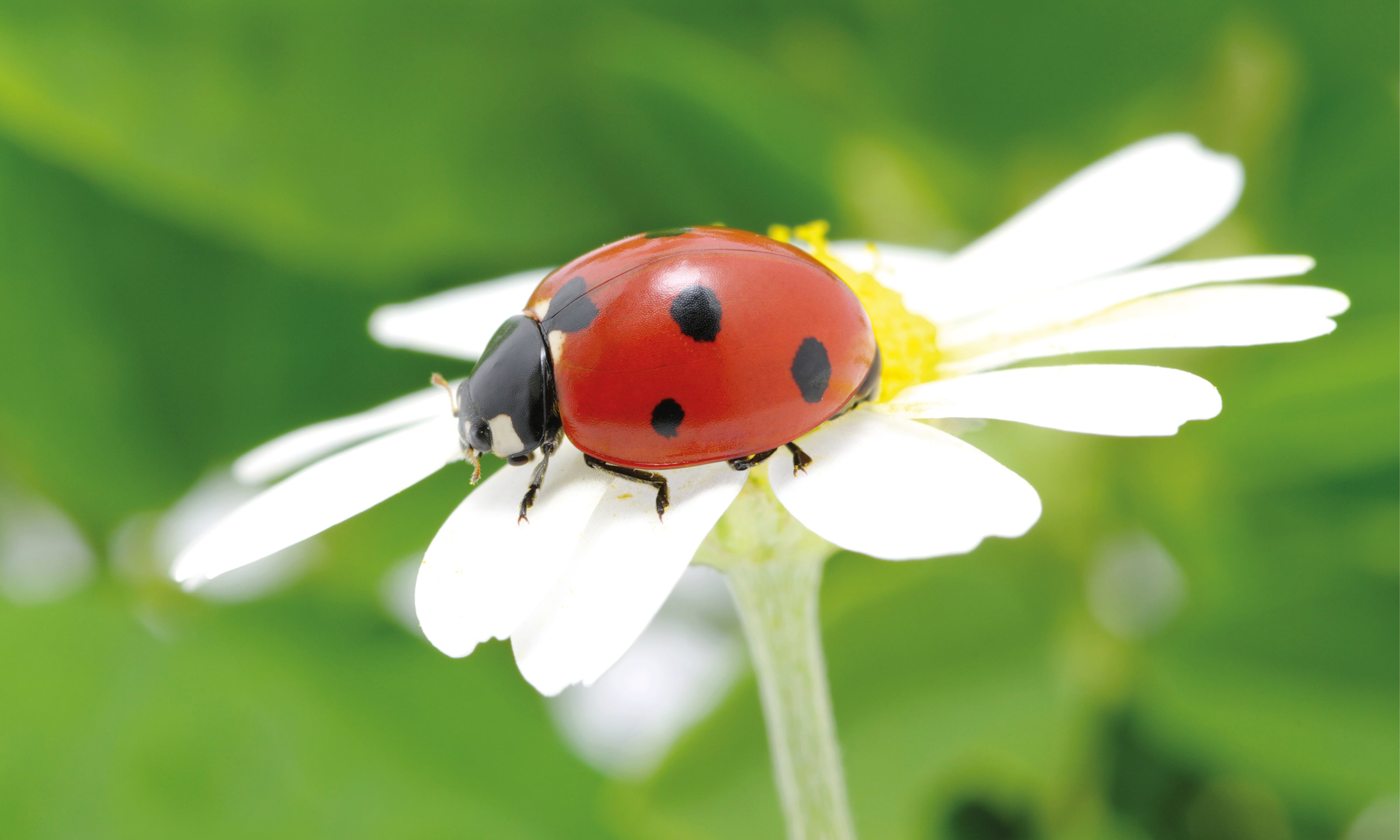 Buginbloom-150x100cm_ab928052-895e-41e5-9565-fef463180817.jpg