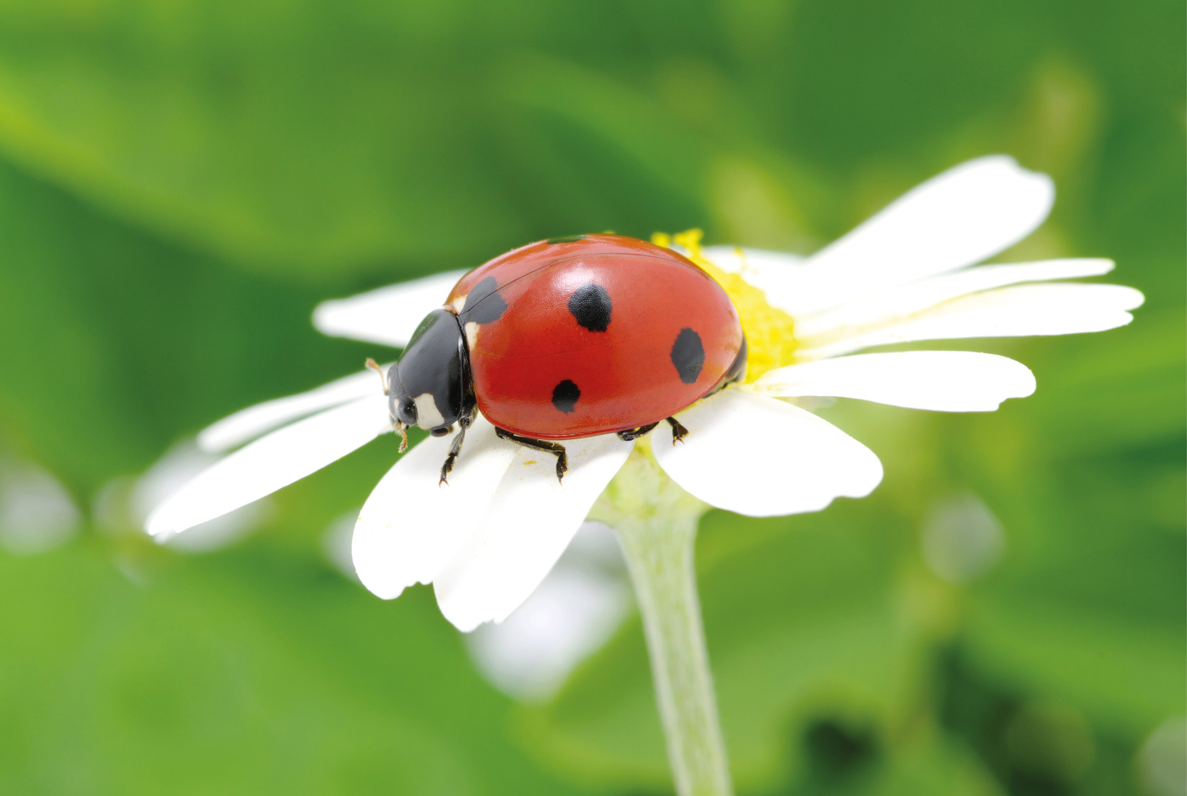 Bug in bloom