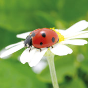 Bug in bloom