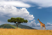 Tall on the savanna