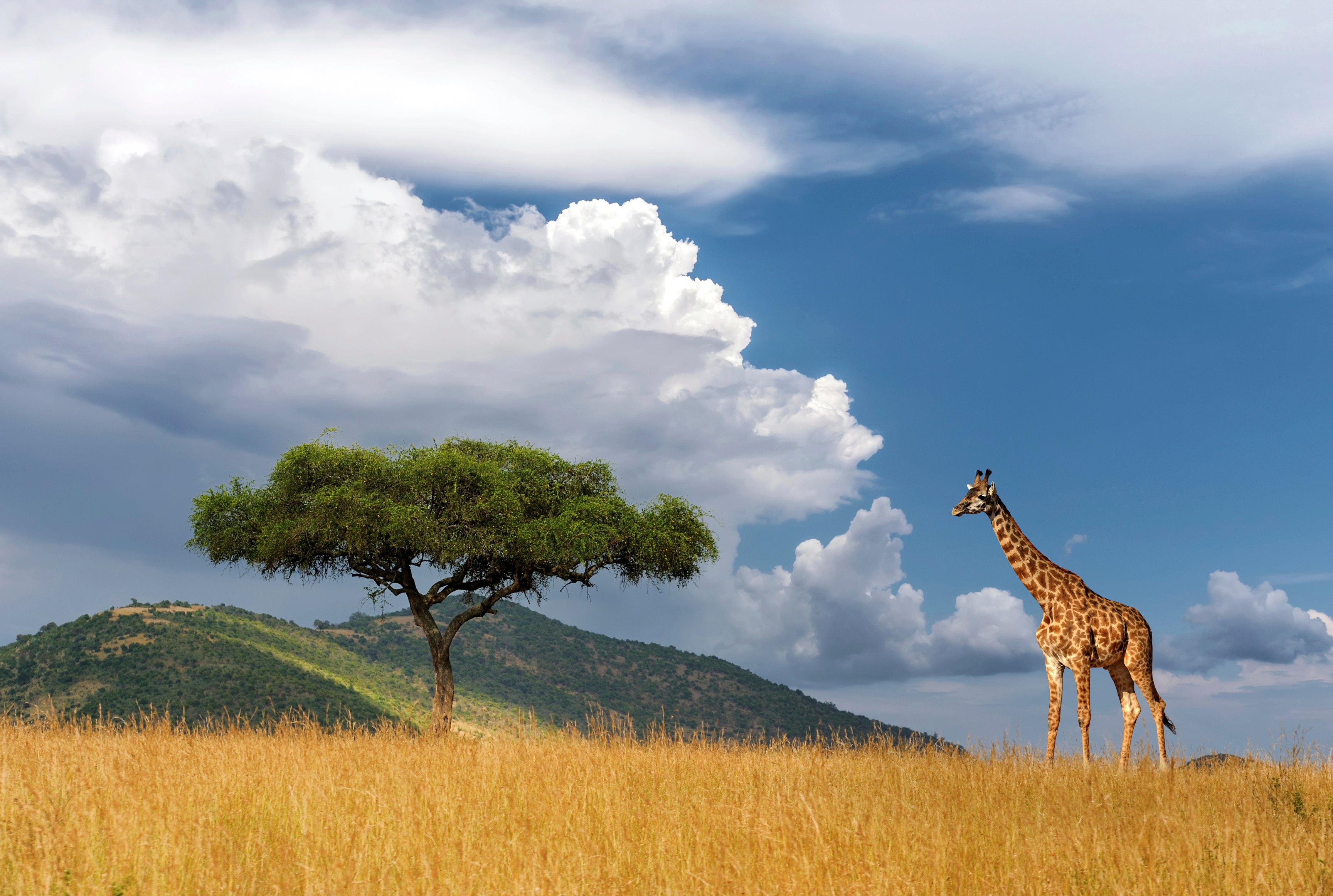 Tall on the savanna