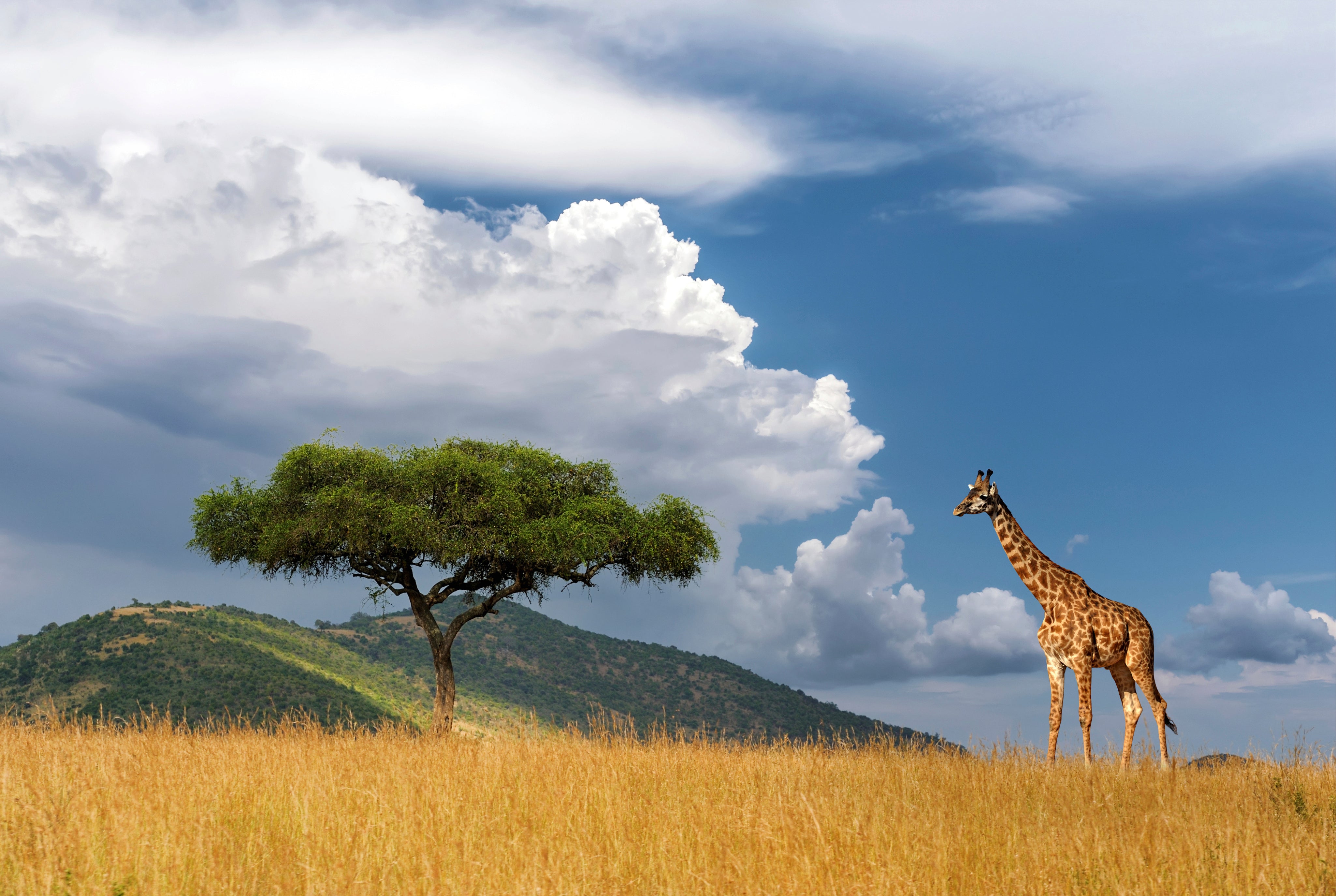 Tall on the savanna
