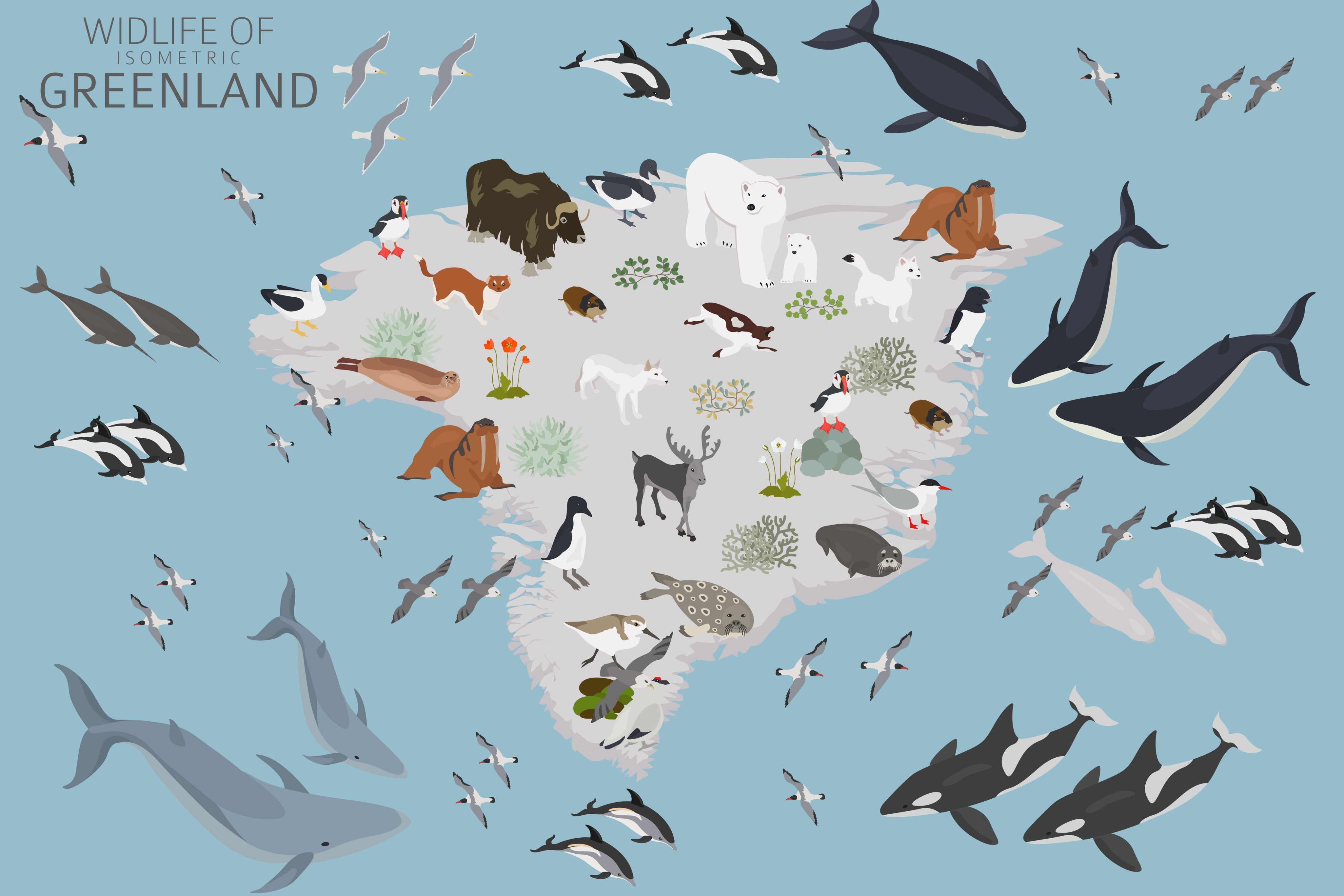 Wildlife of isometric Greenland