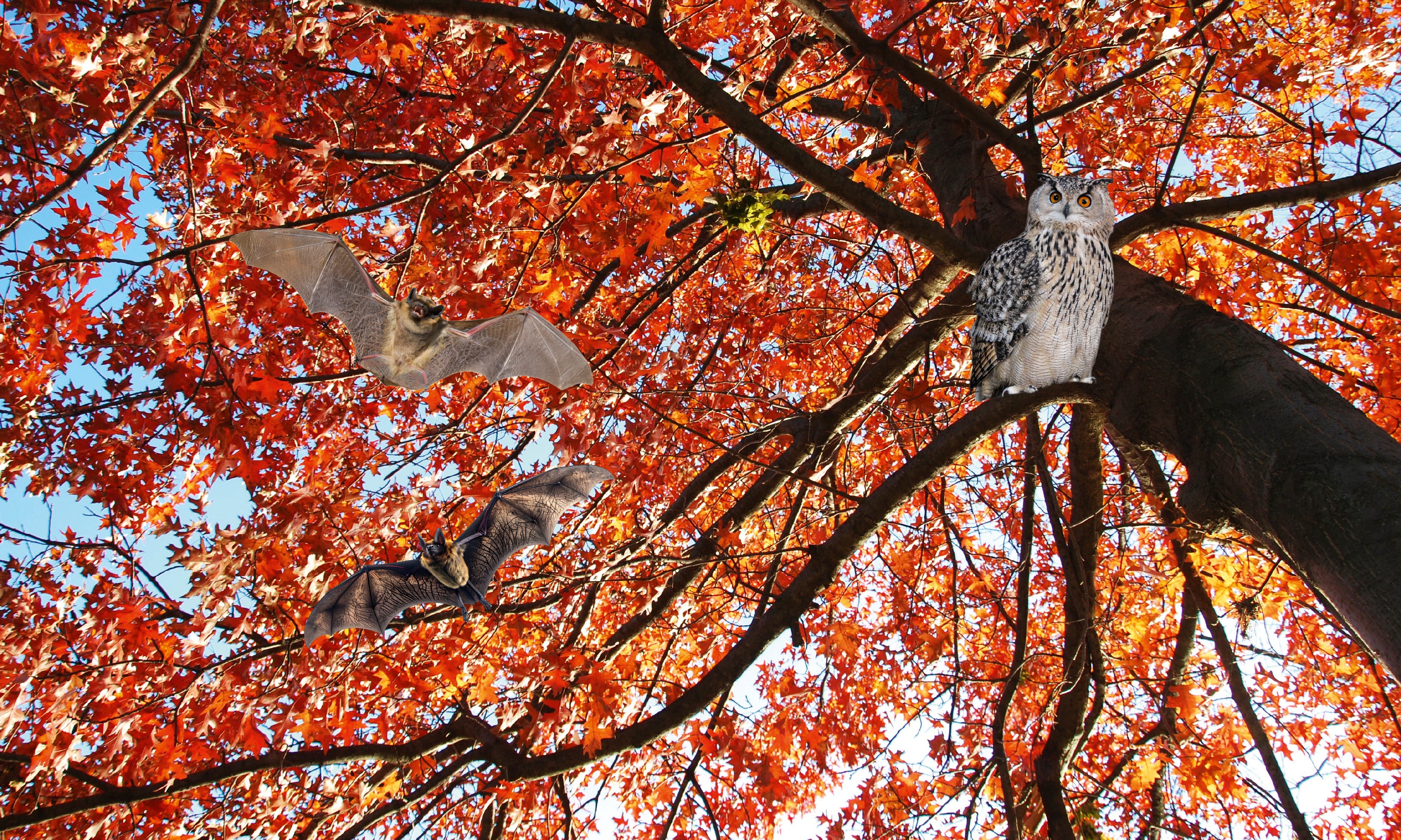 CeilingFramesCollection-Autumn-120x80cm.jpg