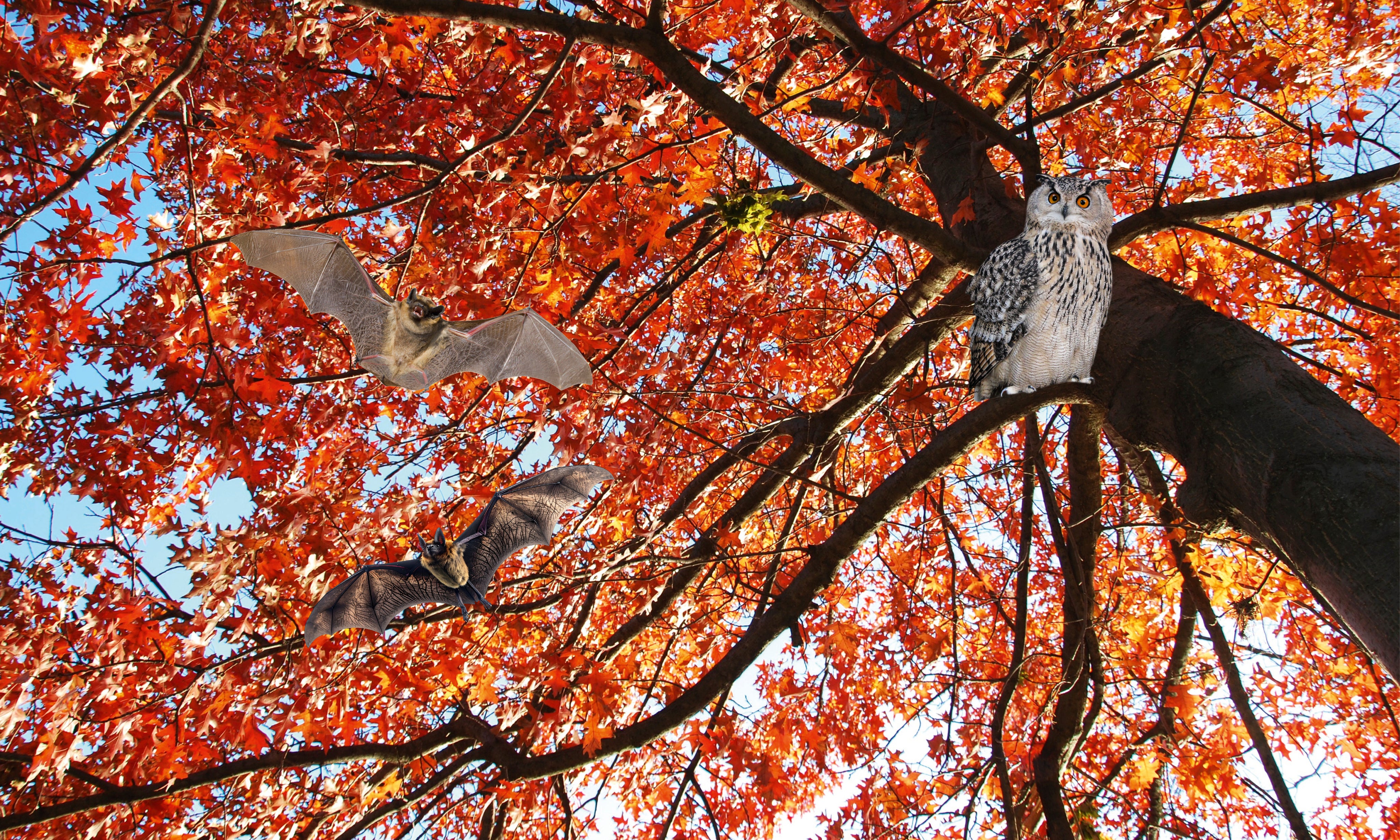 CeilingFramesCollection-Autumn-150x100cm.jpg